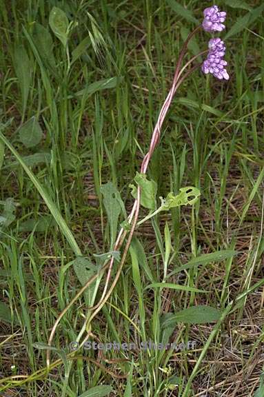 dichelostemma volubile 15 graphic